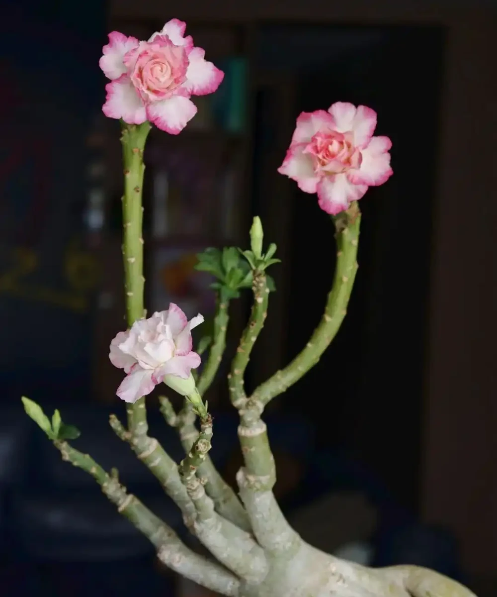 沙漠玫瑰黃葉別慌！做好這4步，不腐根不落葉，越養越精神