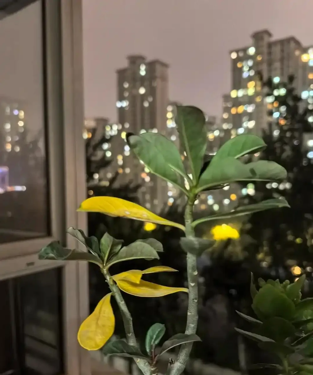 沙漠玫瑰黃葉別慌！做好這4步，不腐根不落葉，越養越精神