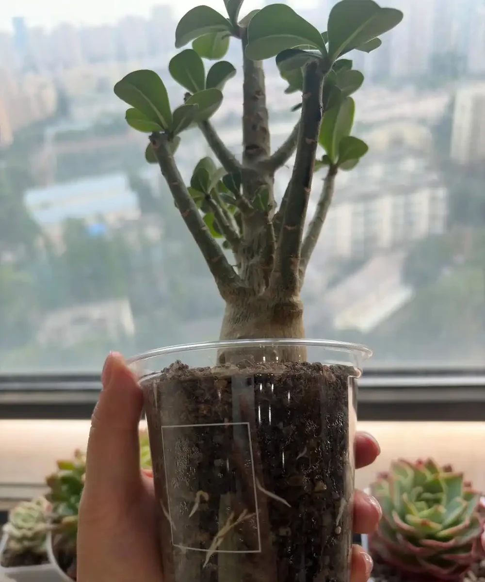 沙漠玫瑰黃葉別慌！做好這4步，不腐根不落葉，越養越精神