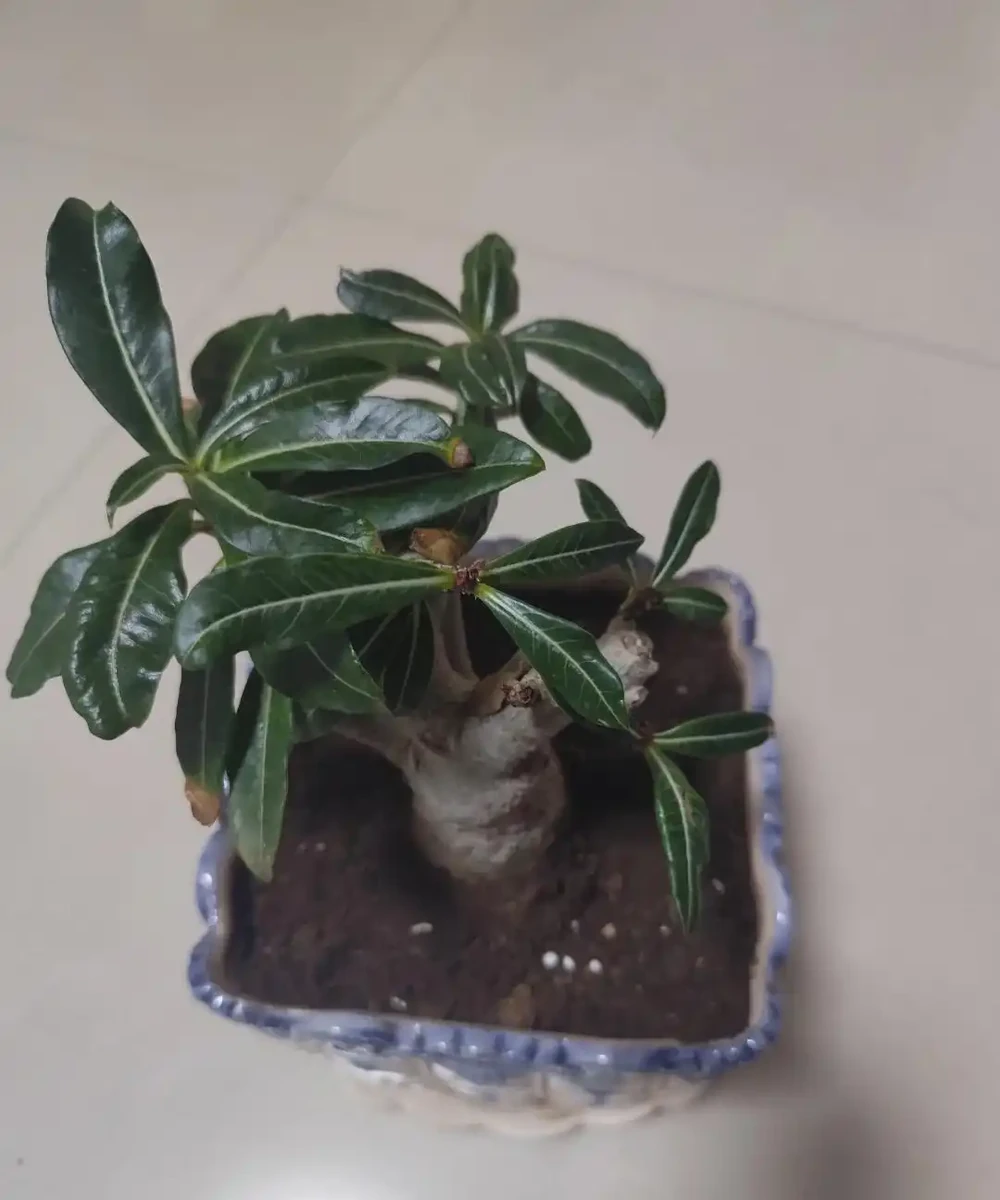 沙漠玫瑰黃葉別慌！做好這4步，不腐根不落葉，越養越精神