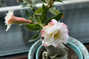 沙漠玫瑰黃葉別慌！做好這4步，不腐根不落葉，越養越精神