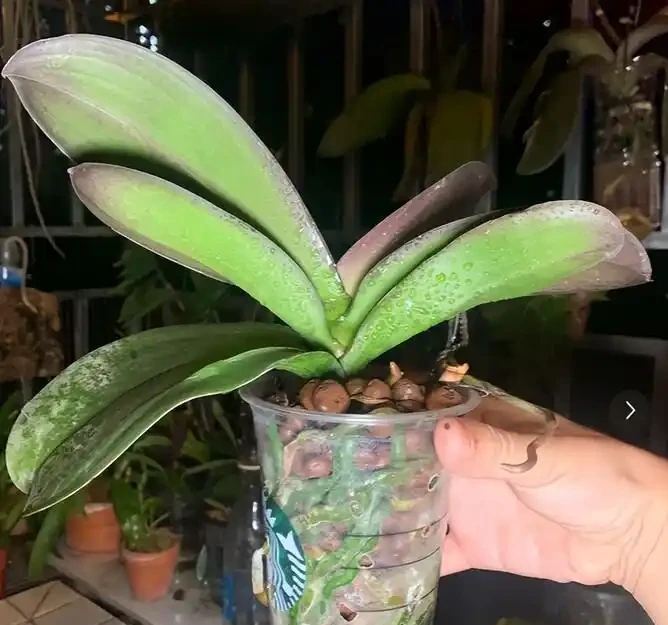 北京爺們用石頭養花,腐根全活還瘋長,這招太絕了