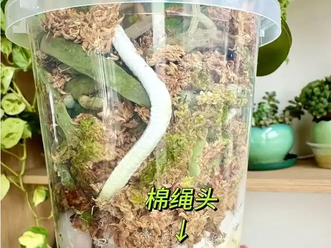 北京爺們用石頭養花,腐根全活還瘋長,這招太絕了