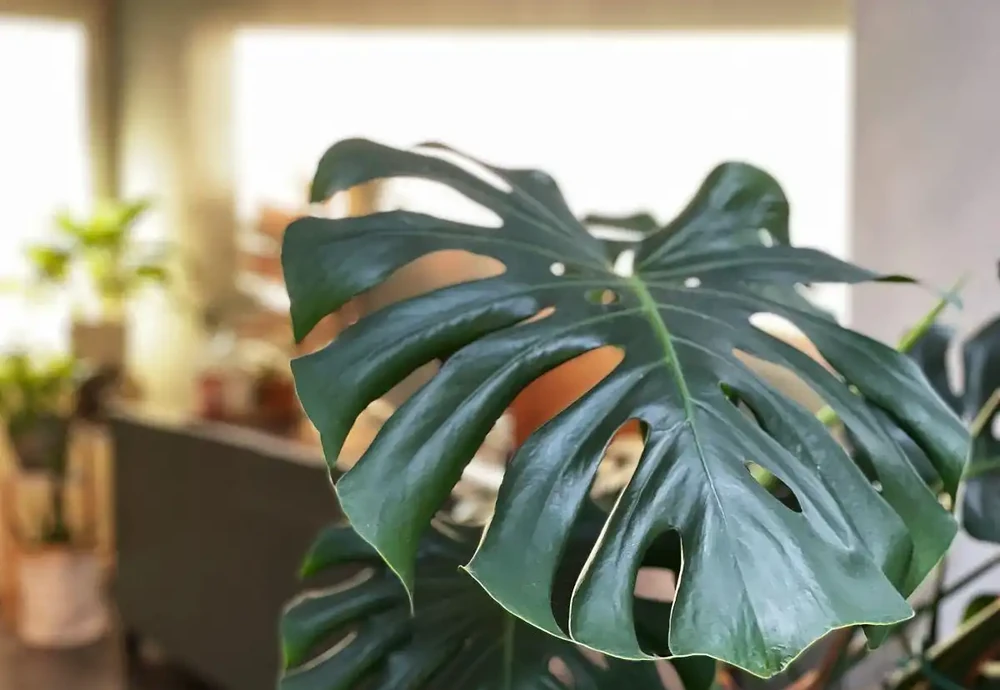 夏天龜背芋葉片焦枯別亂剪!手把手急救,葉片重回油綠!