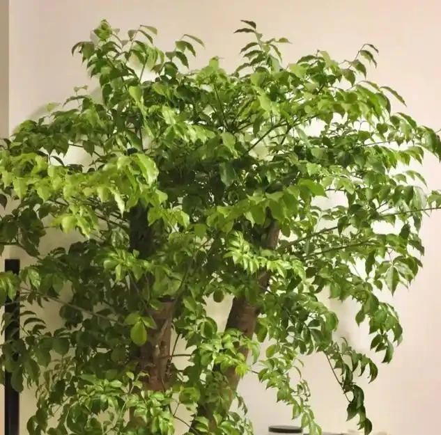 從黃葉到爆頂！幸福樹養到天花板的老手分享：避開這3個坑，你家也能出奇跡