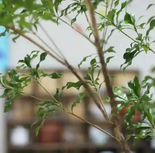 從黃葉到爆頂！幸福樹養到天花板的老手分享：避開這3個坑，你家也能出奇跡