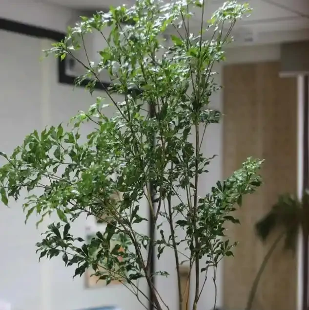 從黃葉到爆頂！幸福樹養到天花板的老手分享：避開這3個坑，你家也能出奇跡