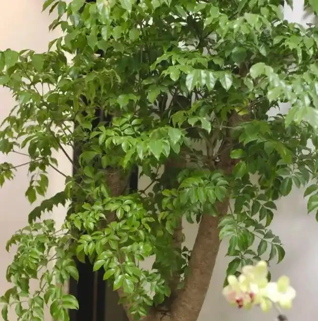 從黃葉到爆頂！幸福樹養到天花板的老手分享：避開這3個坑，你家也能出奇跡