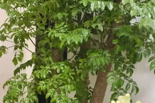 從黃葉到爆頂！幸福樹養到天花板的老手分享：避開這3個坑，你家也能出奇跡