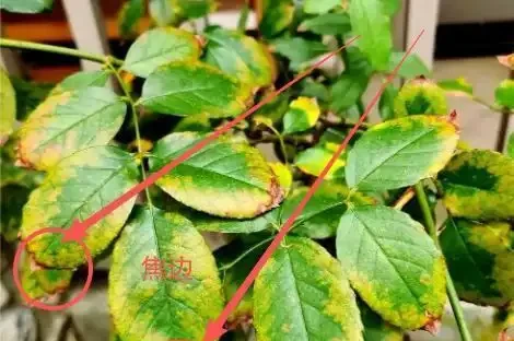 玫瑰黃葉別再瞎折騰了!先看這6個位置再動手,90%的花友都做錯了