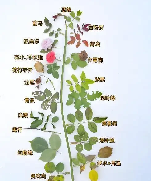 玫瑰黃葉別再瞎折騰了!先看這6個位置再動手,90%的花友都做錯了