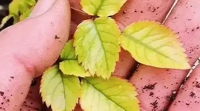 玫瑰黃葉別再瞎折騰了!先看這6個位置再動手,90%的花友都做錯了