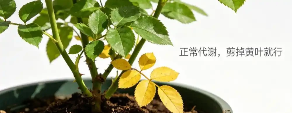 玫瑰黃葉別再瞎折騰了!先看這6個位置再動手,90%的花友都做錯了