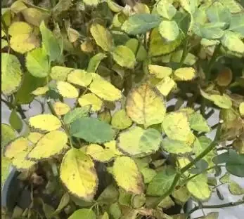 玫瑰黃葉別再瞎折騰了!先看這6個位置再動手,90%的花友都做錯了