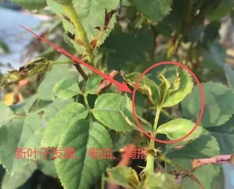 玫瑰黃葉別再瞎折騰了!先看這6個位置再動手,90%的花友都做錯了