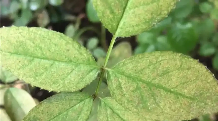 玫瑰黃葉別再瞎折騰了!先看這6個位置再動手,90%的花友都做錯了