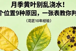 玫瑰黃葉別再瞎折騰了！先看這6個位置再動手，90%的花友都做錯了