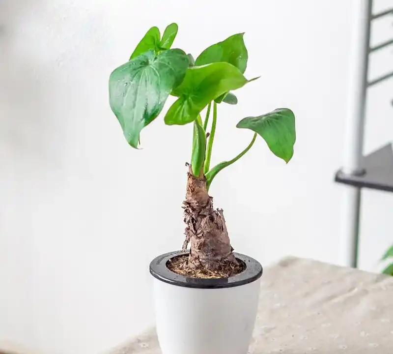 海芋黃葉長斑？一勺白醋兌水澆，葉片綠油油，長得比人高