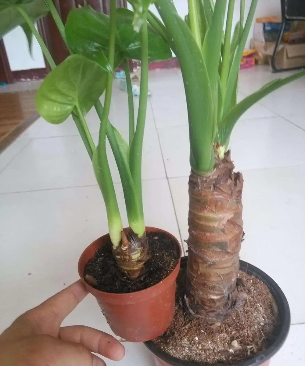 海芋黃葉長斑？一勺白醋兌水澆，葉片綠油油，長得比人高