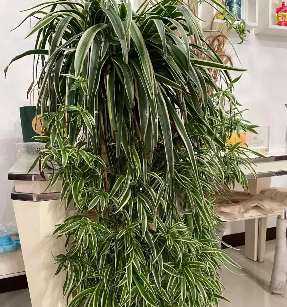澆花水裡加了「它」就是免費的花肥,花喝了就像打了興奮劑,長的太快了!