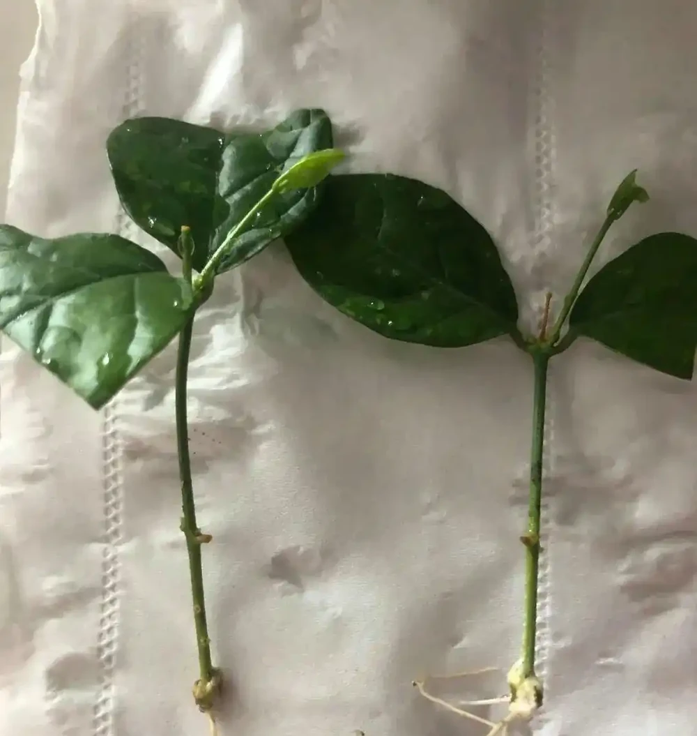 澆花水裡加了「它」就是免費的花肥,花喝了就像打了興奮劑,長的太快了!