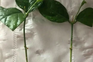 澆花水裡加了「它」就是免費的花肥，花喝了就像打了興奮劑，長的太快了！