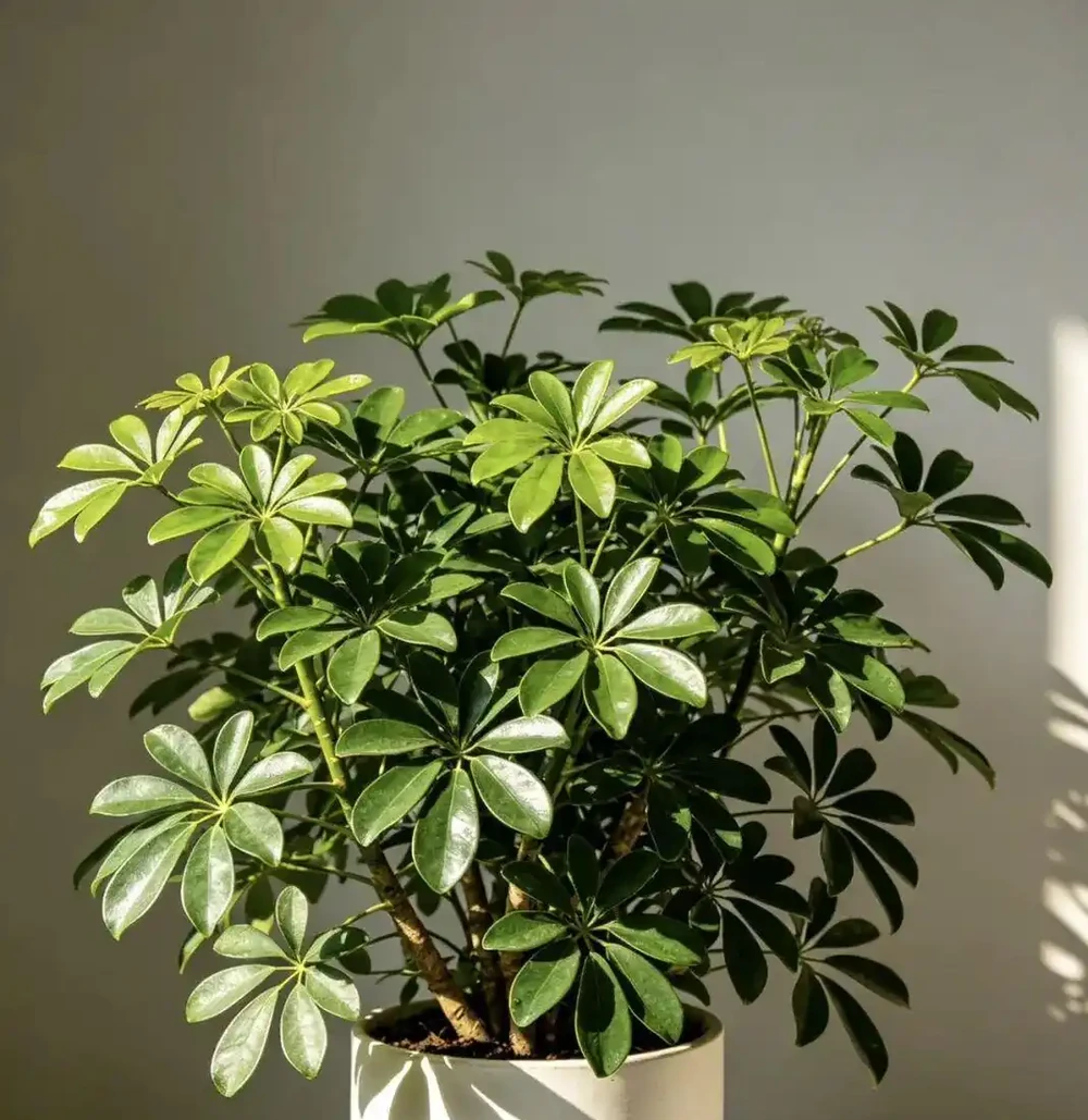 鴨腳木黃葉掉葉別慌!老花友教你4招急救法,從「禿頭」變「巨型白鶴芋」