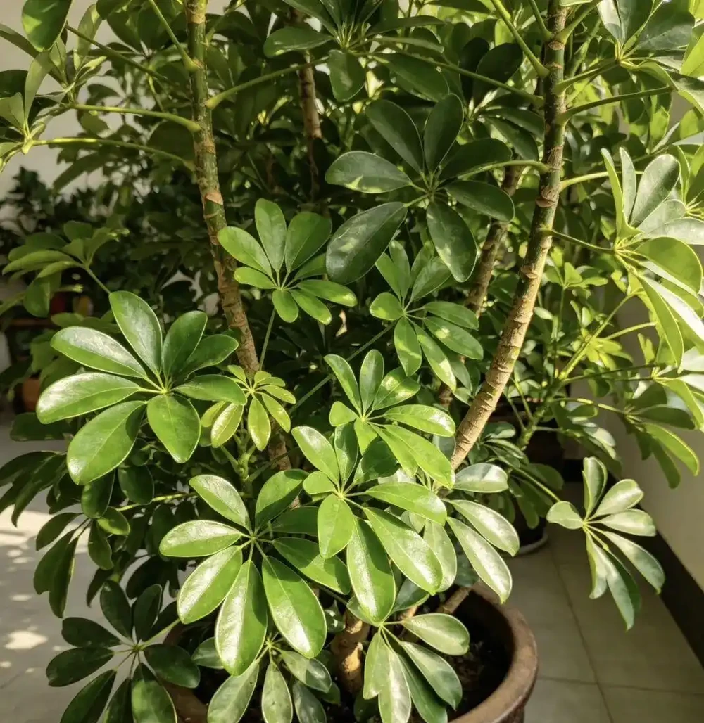 鴨腳木黃葉掉葉別慌!老花友教你4招急救法,從「禿頭」變「巨型白鶴芋」
