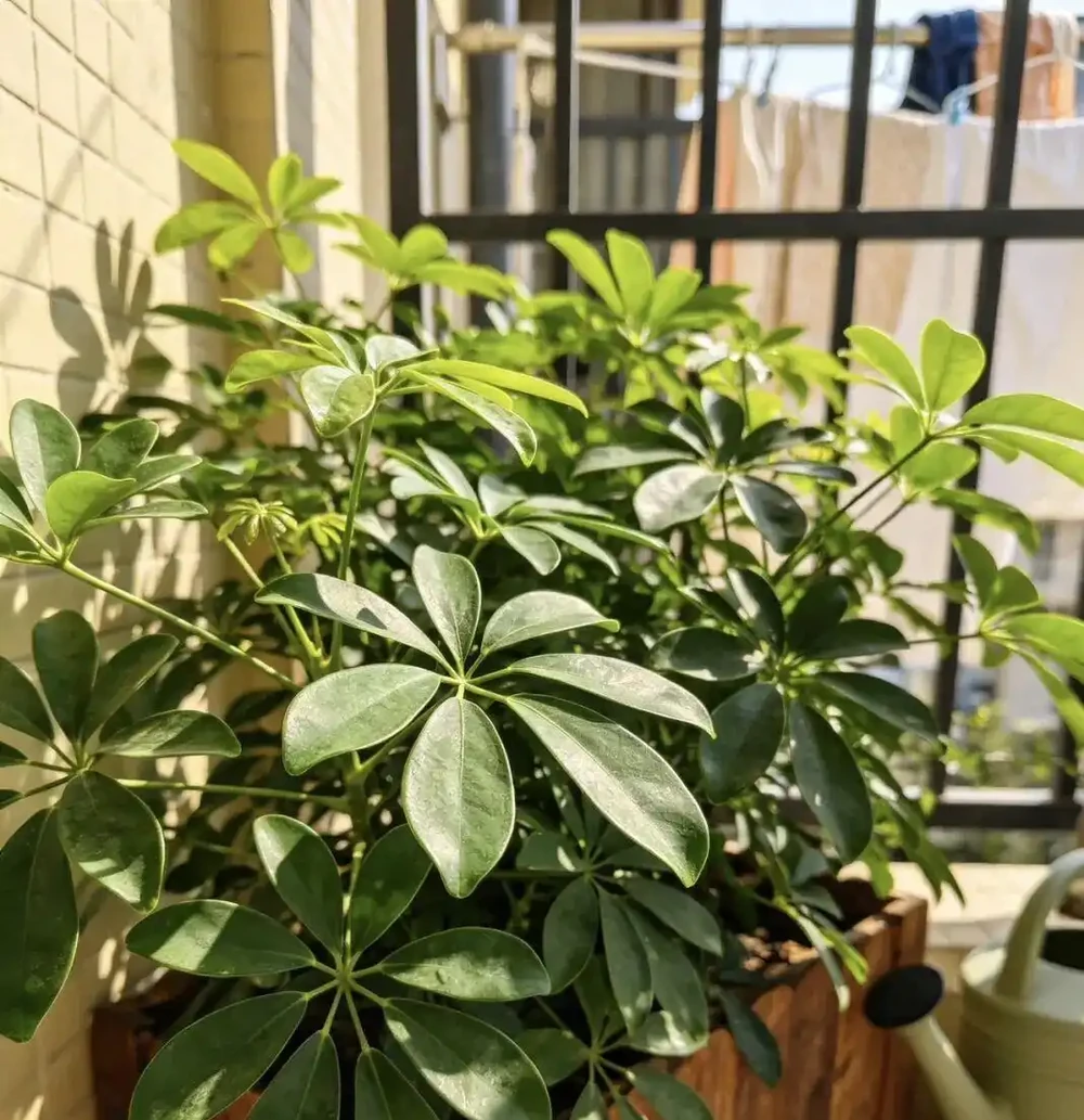 鴨腳木黃葉掉葉別慌!老花友教你4招急救法,從「禿頭」變「巨型白鶴芋」