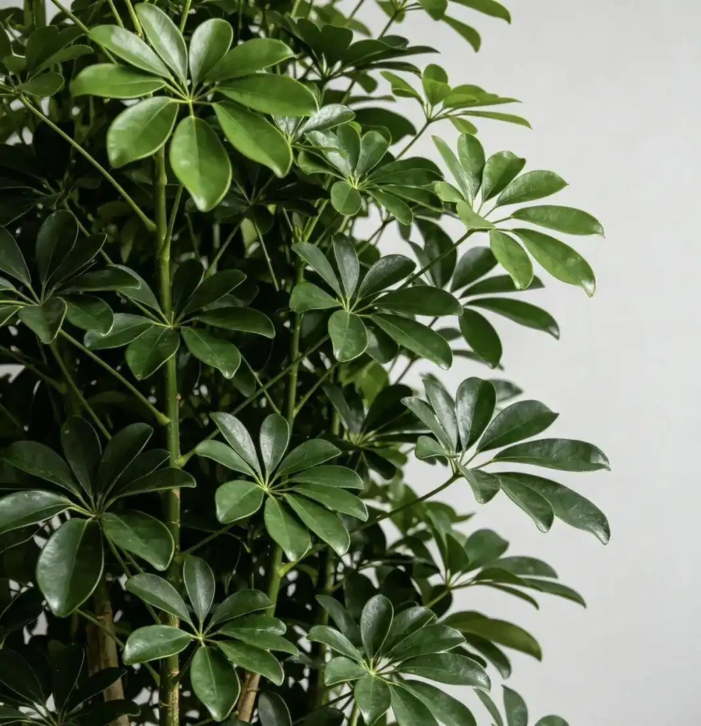 鴨腳木黃葉掉葉別慌!老花友教你4招急救法,從「禿頭」變「巨型白鶴芋」