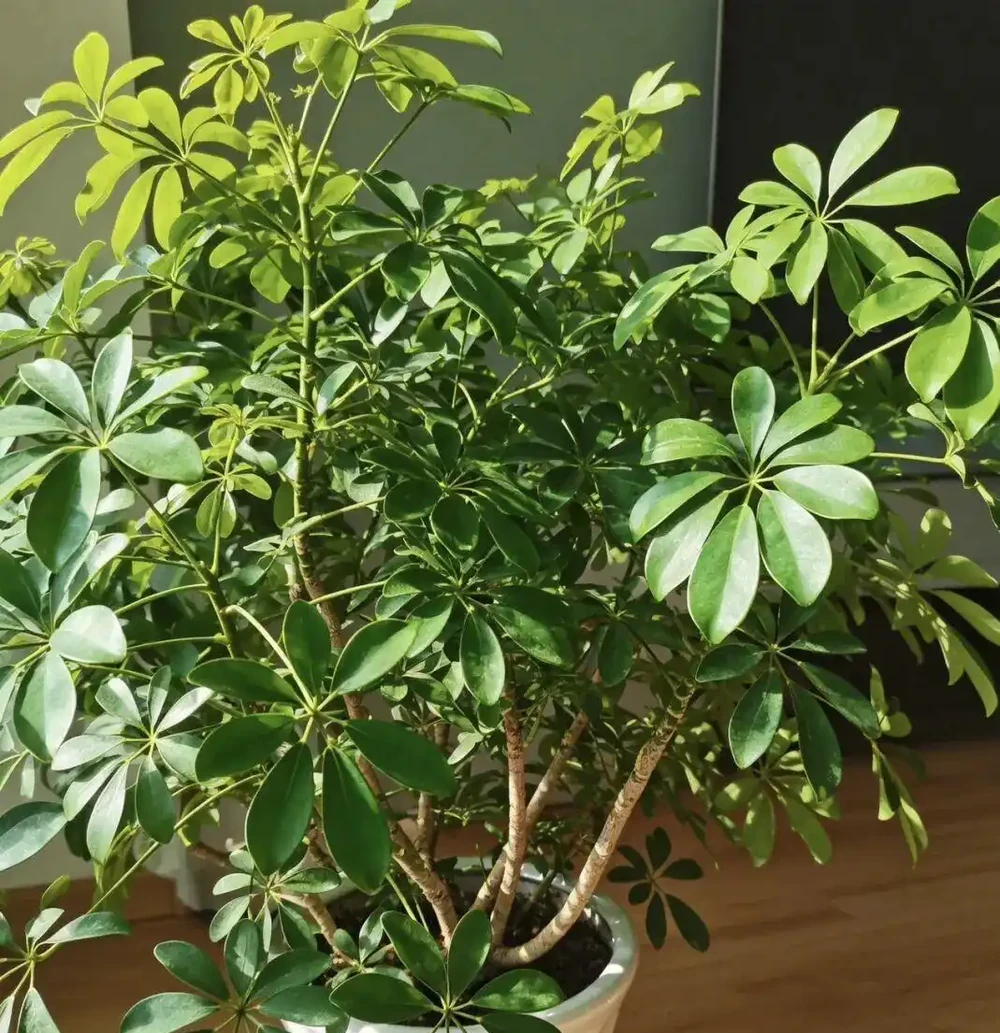 鴨腳木黃葉掉葉別慌!老花友教你4招急救法,從「禿頭」變「巨型白鶴芋」
