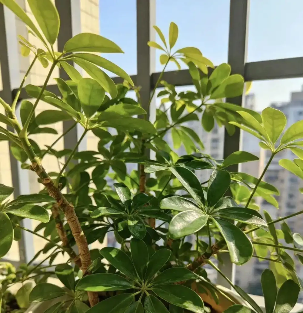 鴨腳木黃葉掉葉別慌!老花友教你4招急救法,從「禿頭」變「巨型白鶴芋」