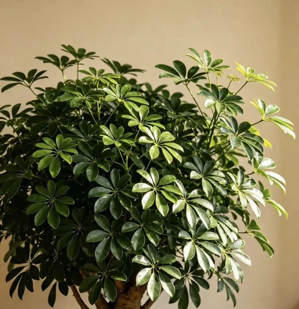 鴨腳木黃葉掉葉別慌!老花友教你4招急救法,從「禿頭」變「巨型白鶴芋」
