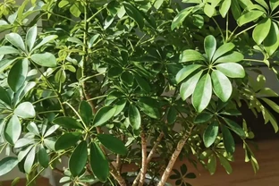 鴨腳木黃葉掉葉別慌！老花友教你4招急救法，從「禿頭」變「巨型白鶴芋」