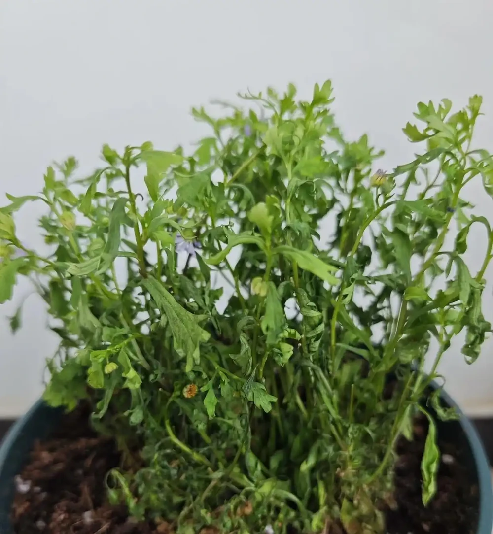 端午前後高溫來襲！10種花半分水缺不得，斷水1天直接變「鹹菜」