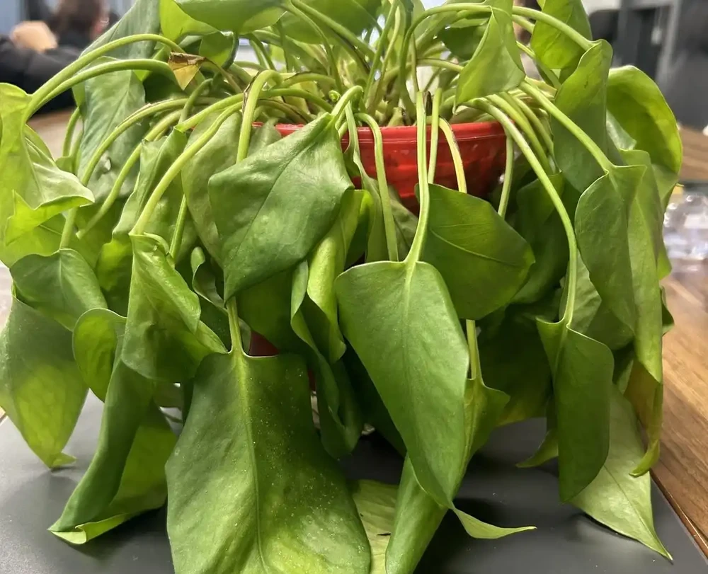 端午前後高溫來襲！10種花半分水缺不得，斷水1天直接變「鹹菜」