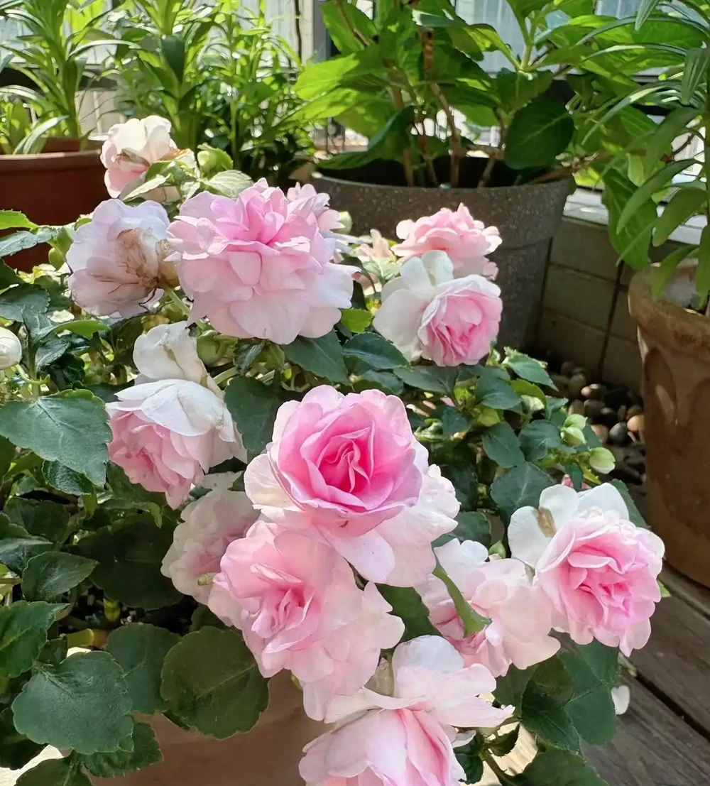 端午前後高溫來襲！10種花半分水缺不得，斷水1天直接變「鹹菜」