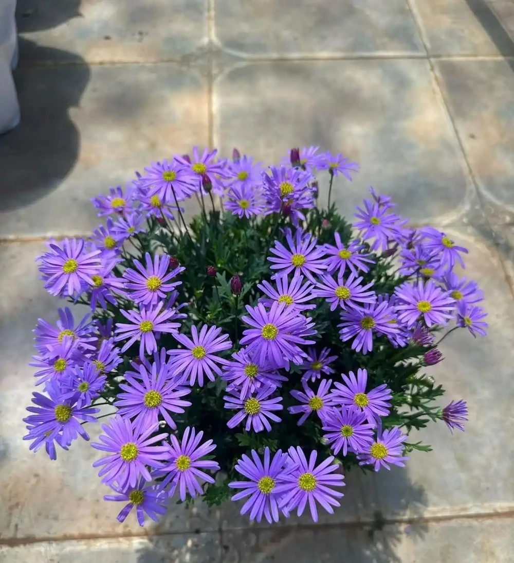 端午前後高溫來襲！10種花半分水缺不得，斷水1天直接變「鹹菜」