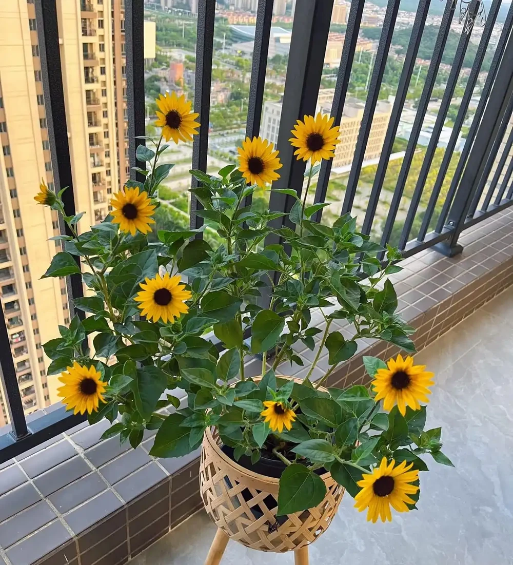 端午前後高溫來襲！10種花半分水缺不得，斷水1天直接變「鹹菜」