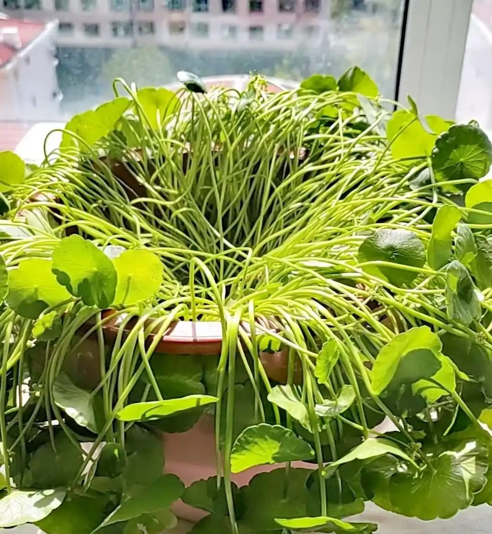 端午前後高溫來襲！10種花半分水缺不得，斷水1天直接變「鹹菜」