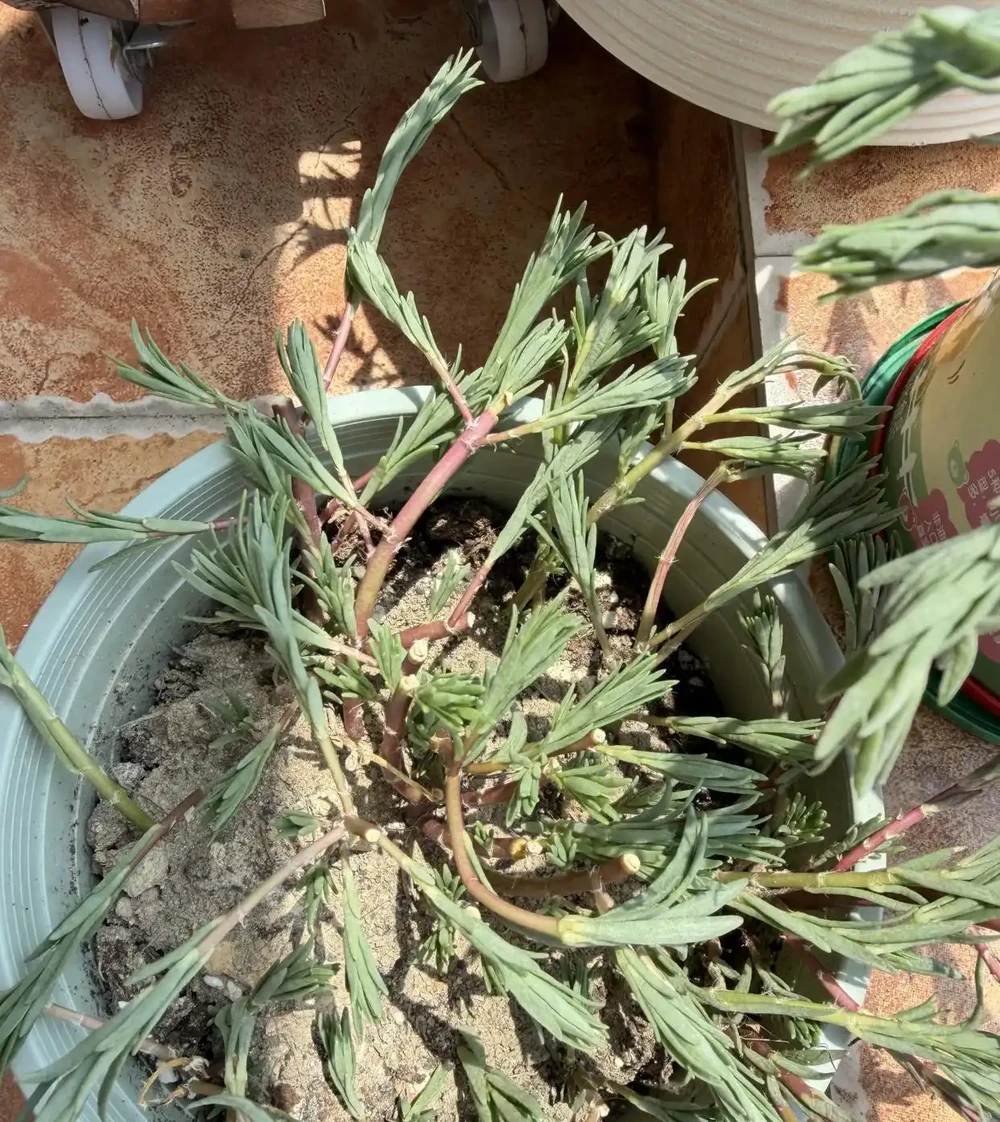 端午前後高溫來襲！10種花半分水缺不得，斷水1天直接變「鹹菜」