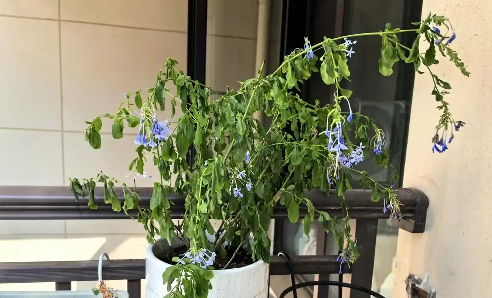 端午前後高溫來襲！10種花半分水缺不得，斷水1天直接變「鹹菜」