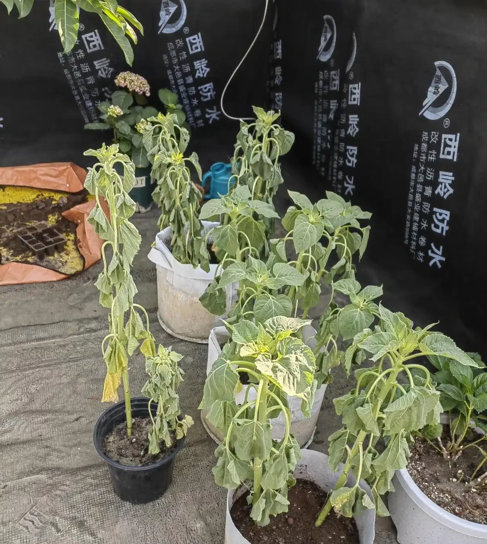 端午前後高溫來襲！10種花半分水缺不得，斷水1天直接變「鹹菜」