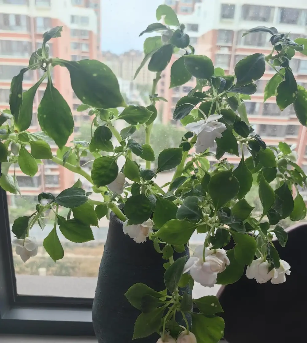 端午前後高溫來襲！10種花半分水缺不得，斷水1天直接變「鹹菜」