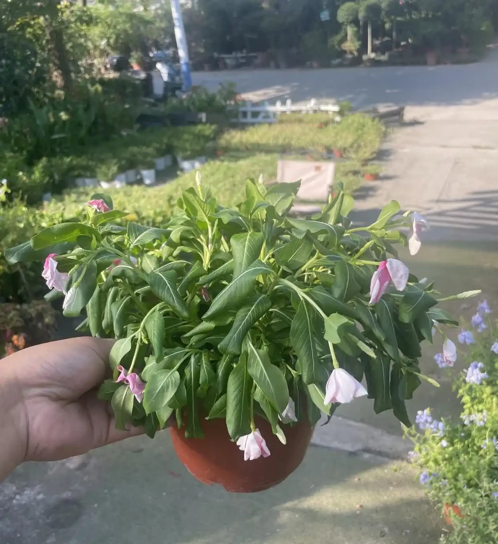 端午前後高溫來襲！10種花半分水缺不得，斷水1天直接變「鹹菜」