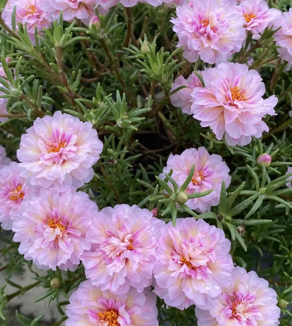端午前後高溫來襲！10種花半分水缺不得，斷水1天直接變「鹹菜」