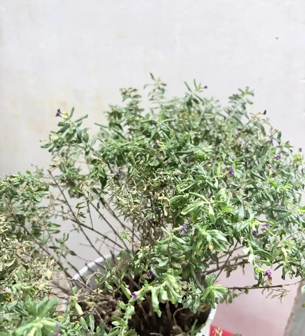 端午前後高溫來襲！10種花半分水缺不得，斷水1天直接變「鹹菜」