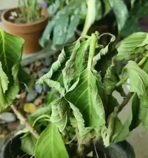 端午前後高溫來襲！10種花半分水缺不得，斷水1天直接變「鹹菜」