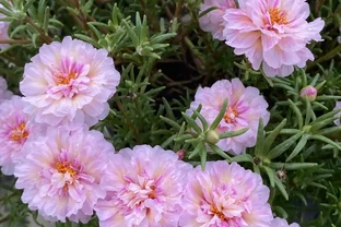 端午前後高溫來襲！10種花半分水缺不得，斷水1天直接變「鹹菜」