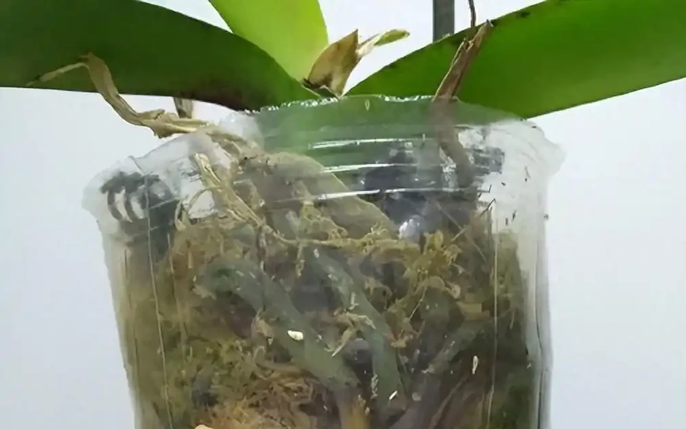 蝴蝶蘭黃葉腐根別急著扔！3個「起死回生」絕招，30天冒新根，一年開滿盆